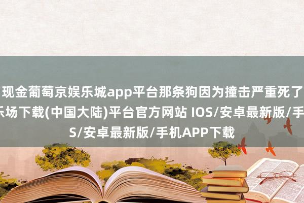 现金葡萄京娱乐城app平台那条狗因为撞击严重死了-葡萄京娱乐场下载(中国大陆)平台官方网站 IOS/安卓最新版/手机APP下载